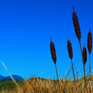 Rusty Raupo - bullrushes