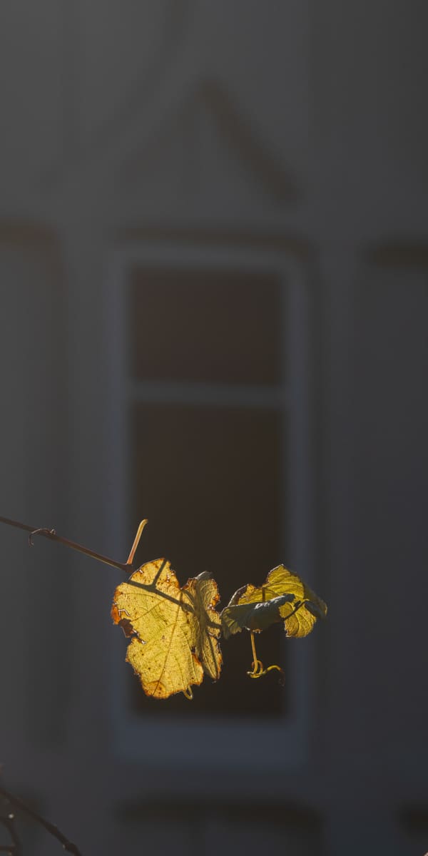 Derek Hughes, Autumn