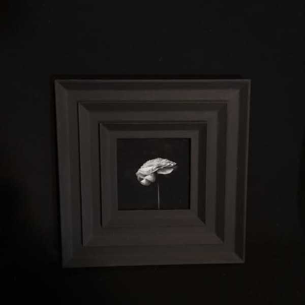 Robyn Morrison, Light in the Dark
