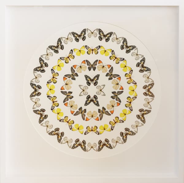 Mel Waite Butterfly dreams in Circles