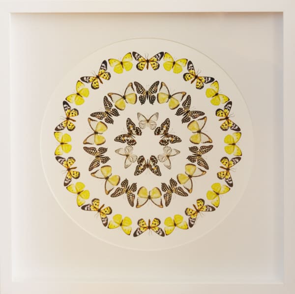Mel Waite Kowhai Circles