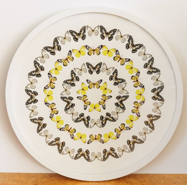 Mel Waite Kowhai Wings