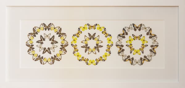 Mel Waite Kowhai and Pango Wings