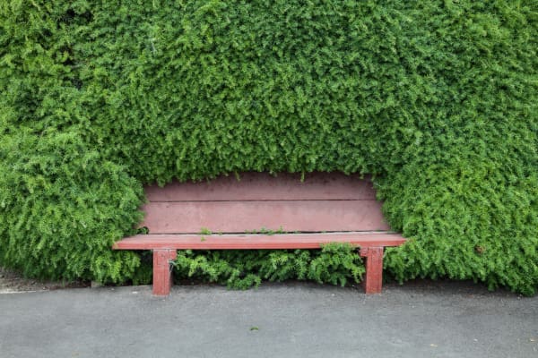 Samantha Matthews, Park Bench Temuka