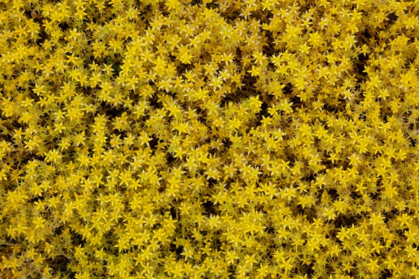 Samantha Matthews, Sedum Acre, Wanaka